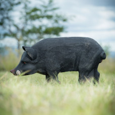 Wildcrete Feral Pig